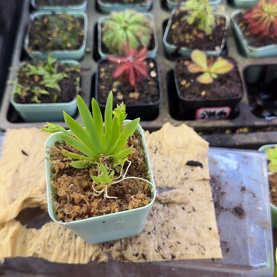 完全开放扇叶文心兰