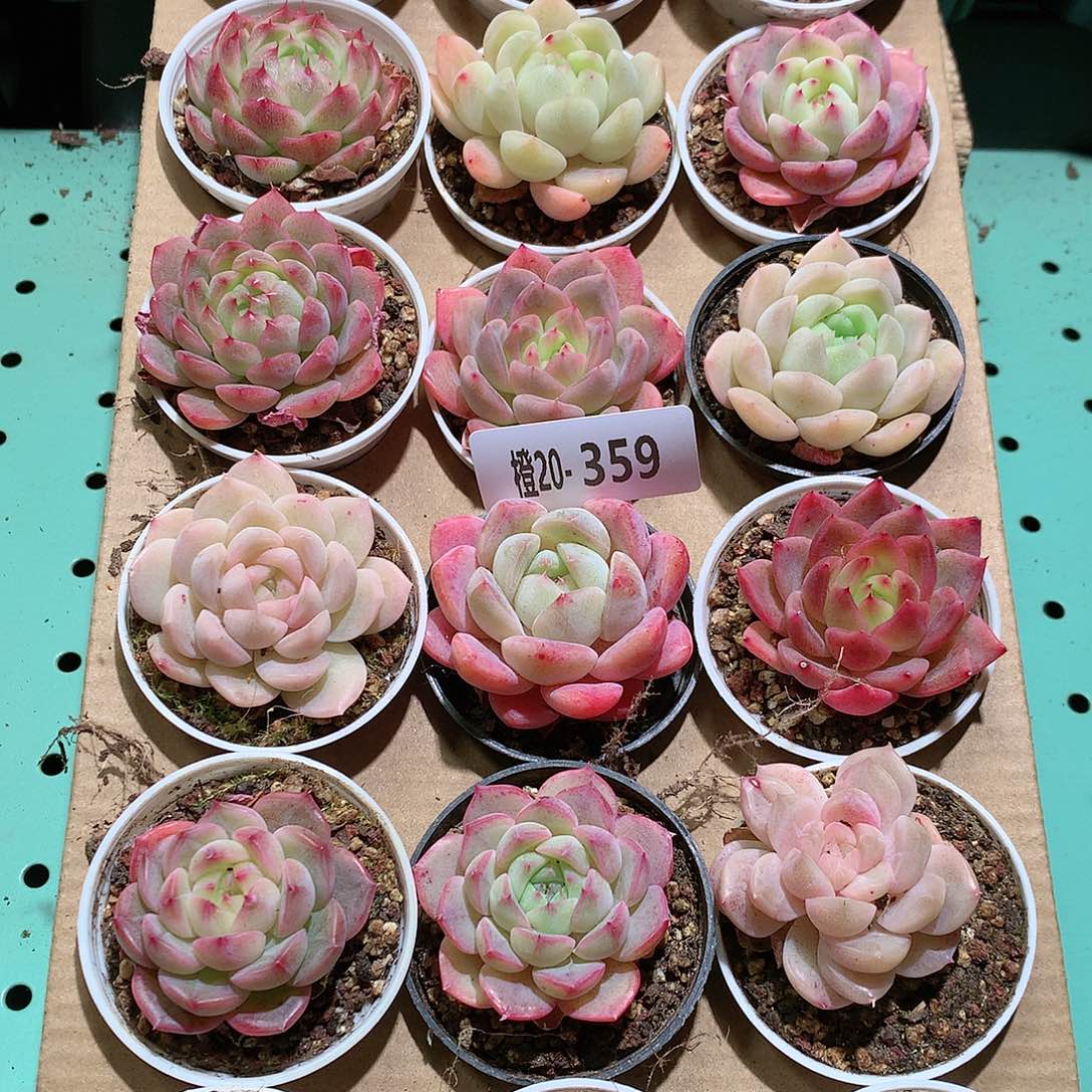 20-359一物一拍带盆18颗