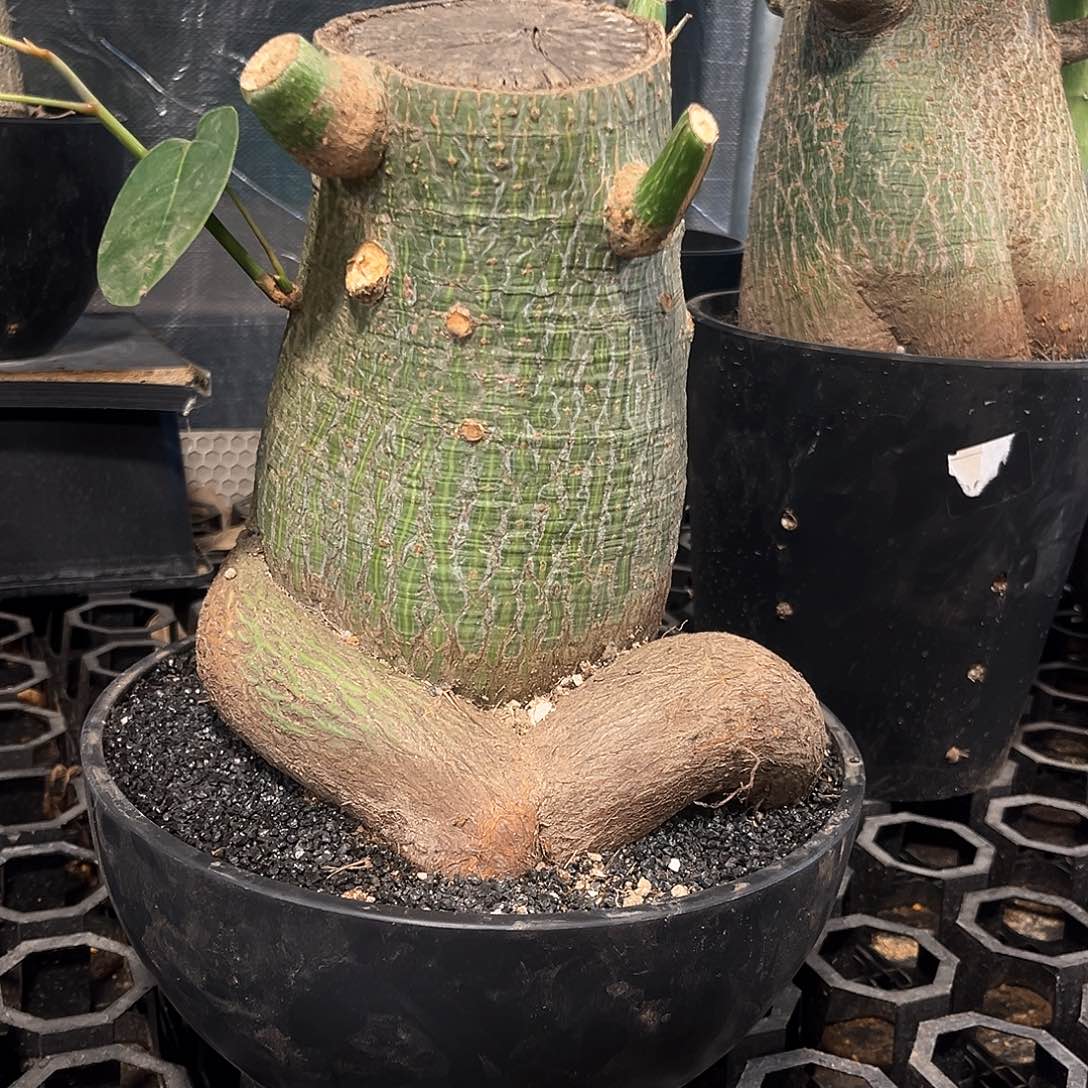 龟甲木棉11111111111