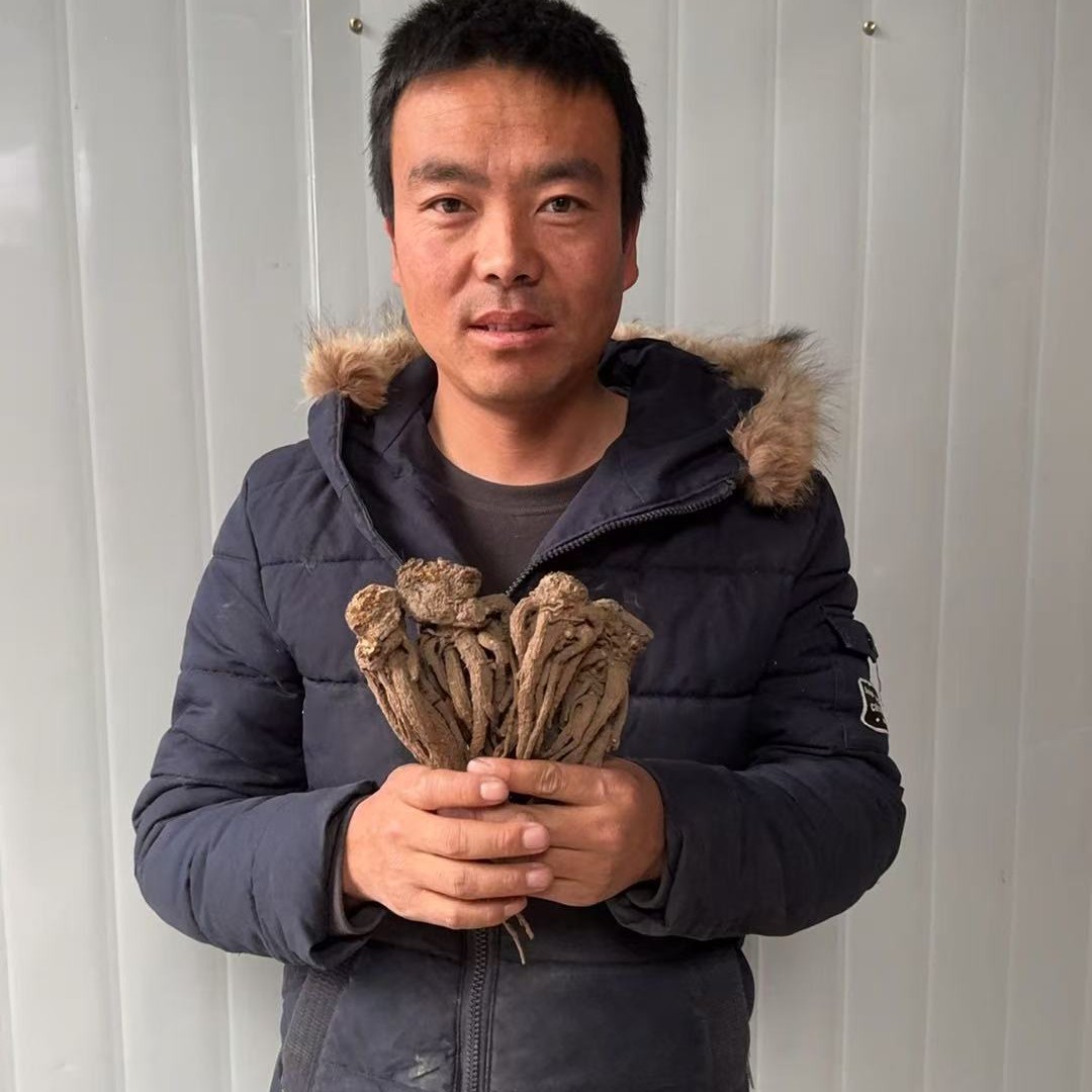 甘肃岷县原条当归，大条无硫薰，原计原味，