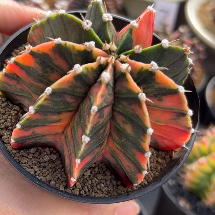 王***鱼泰国米哈仙人球实生