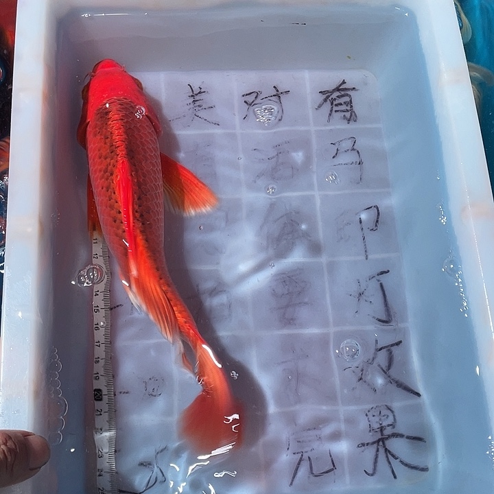 蝴蝶鲤鱼渔场直发94