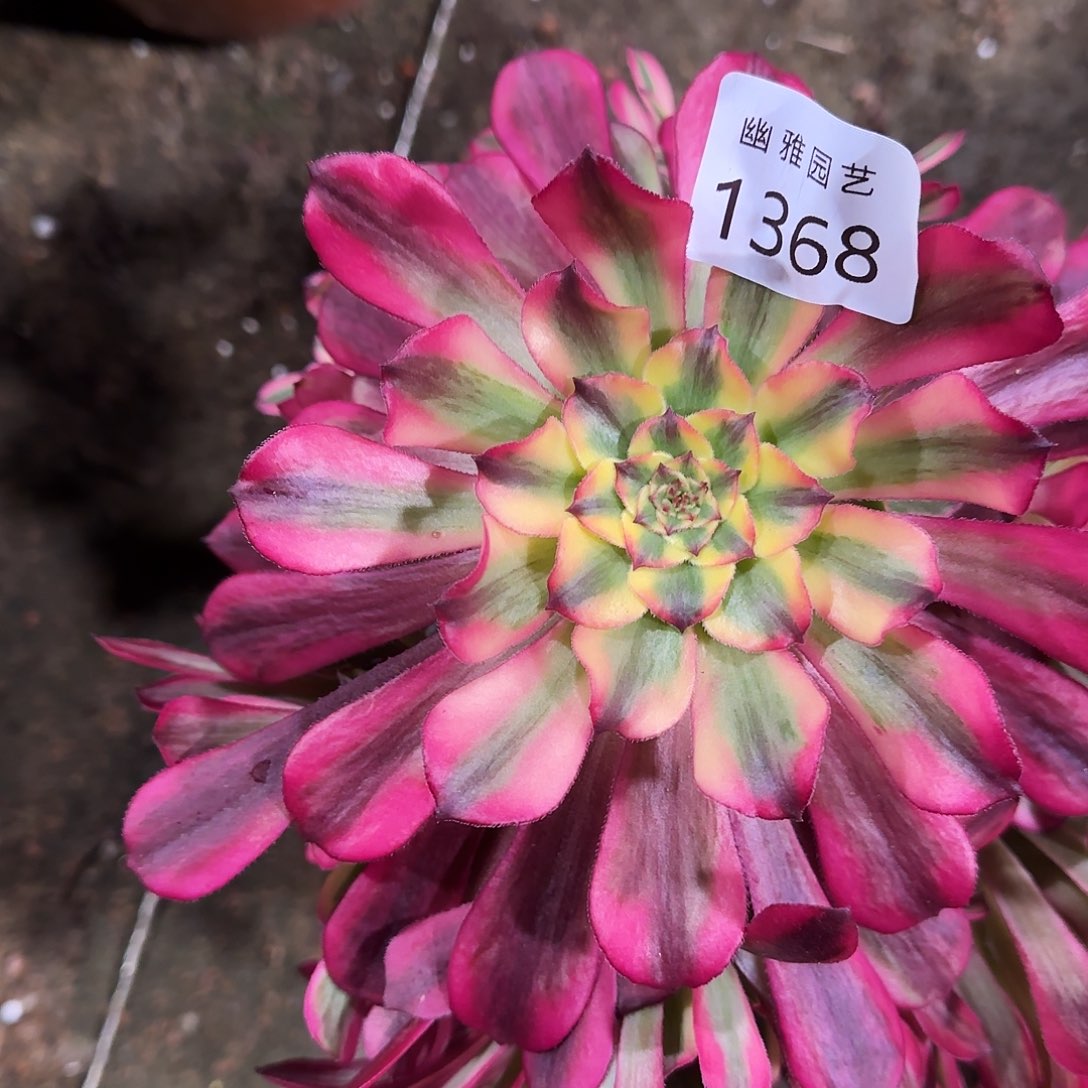 多肉植物福利波斯1368