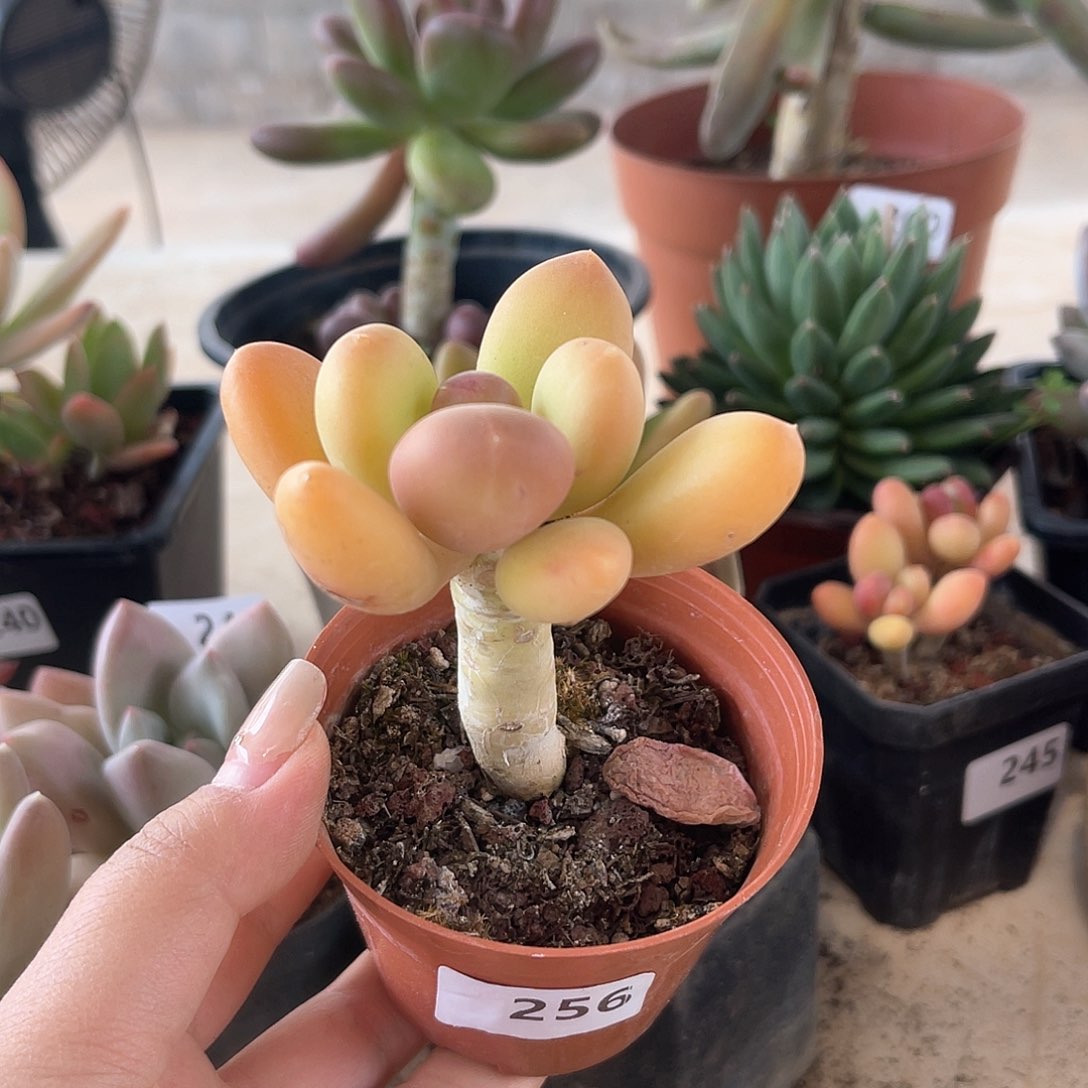 芒果奶。 256。 11111111