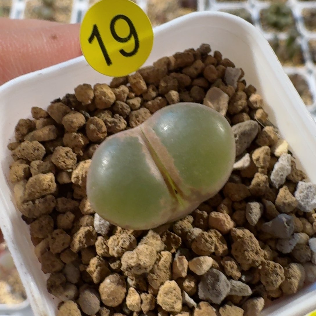 19..........多肉....