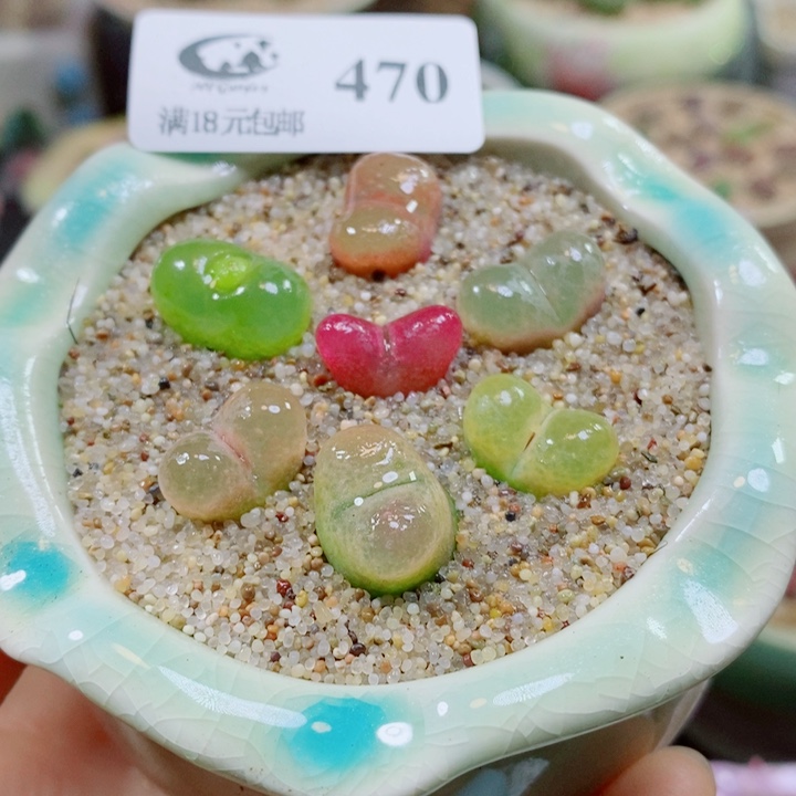 生石花花花花花花花470