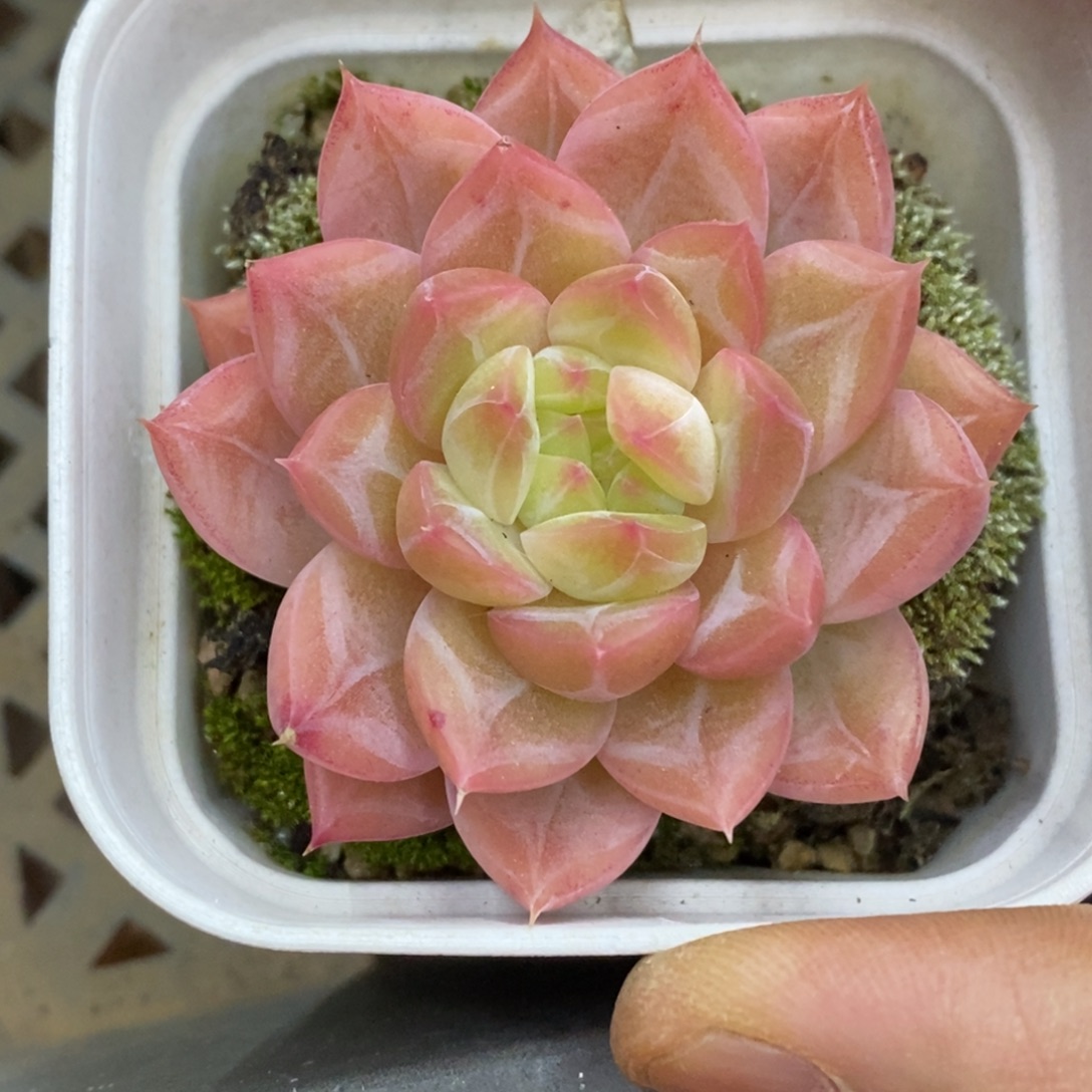 精品多肉一物一拍不包整424