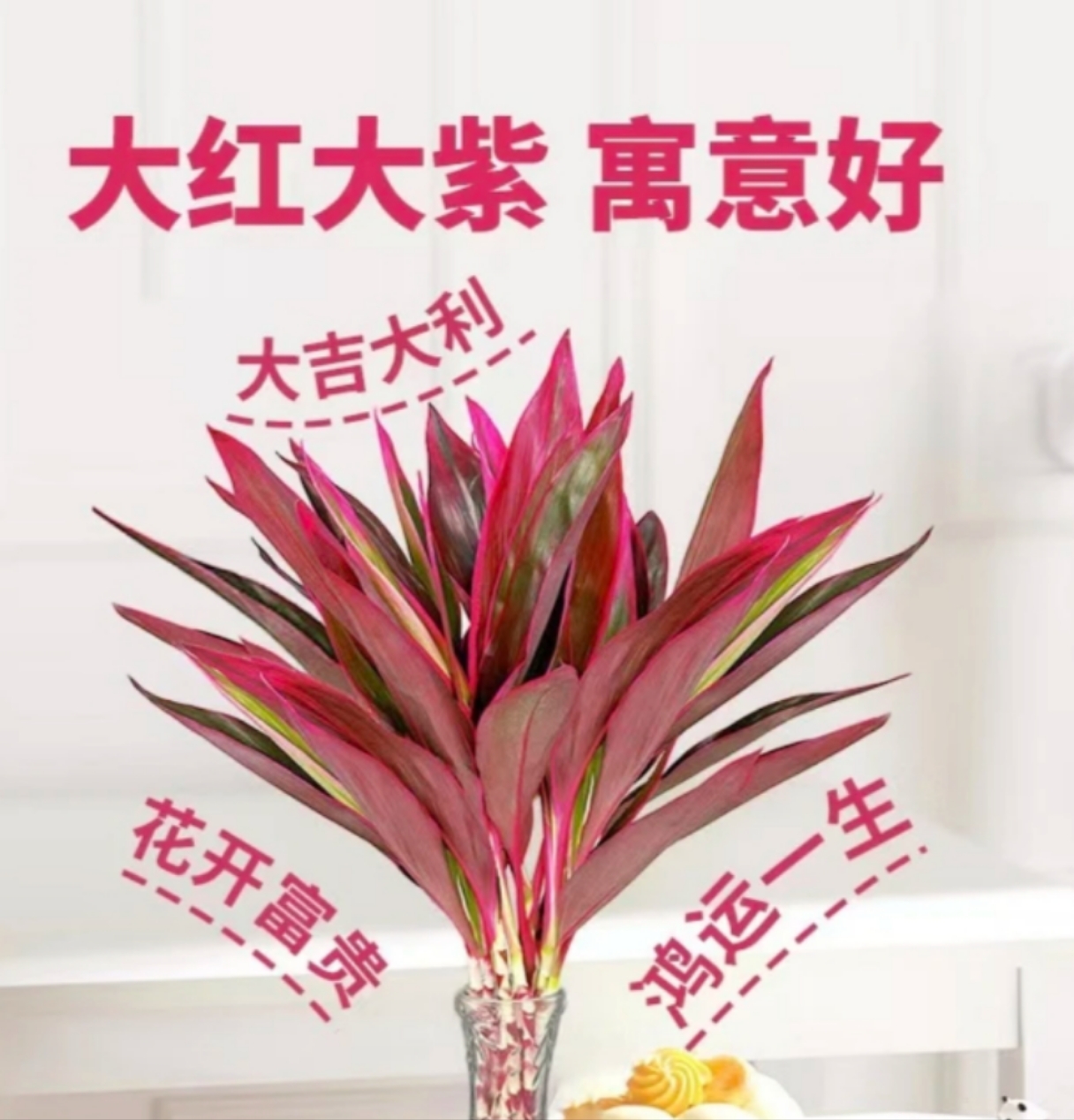 【鸿运一生】鸿运紫竹朱蕉富贵竹绿植可土培水培绿植花卉盆栽