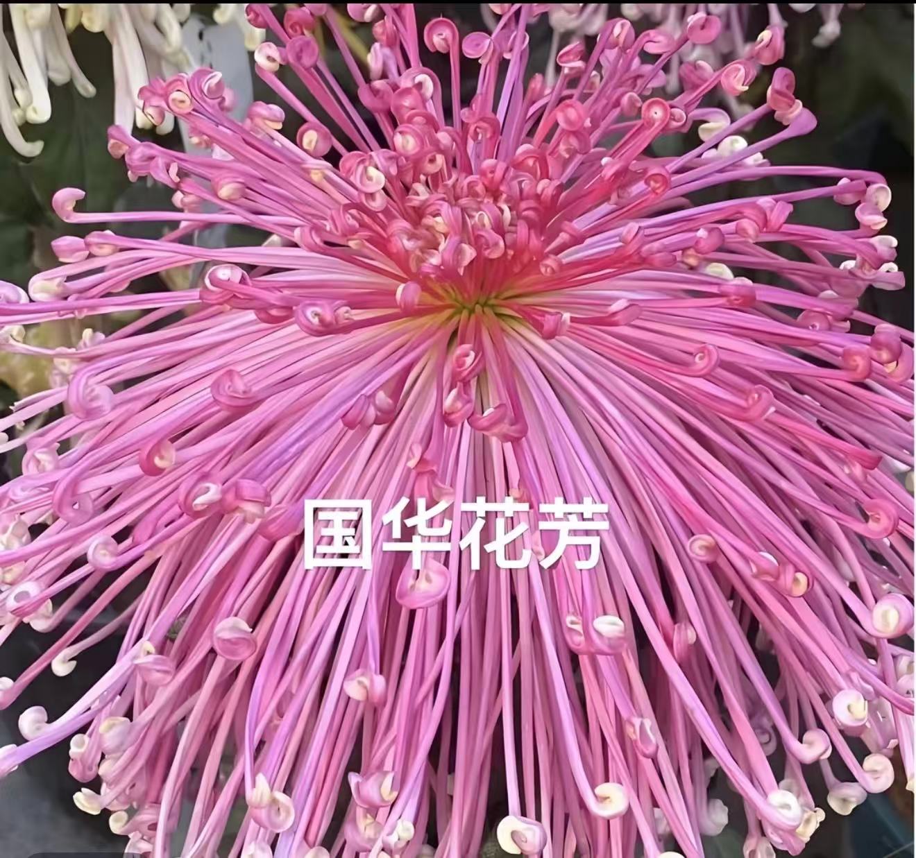 【国华花芳】大花富贵菊九月大菊盆栽室内外