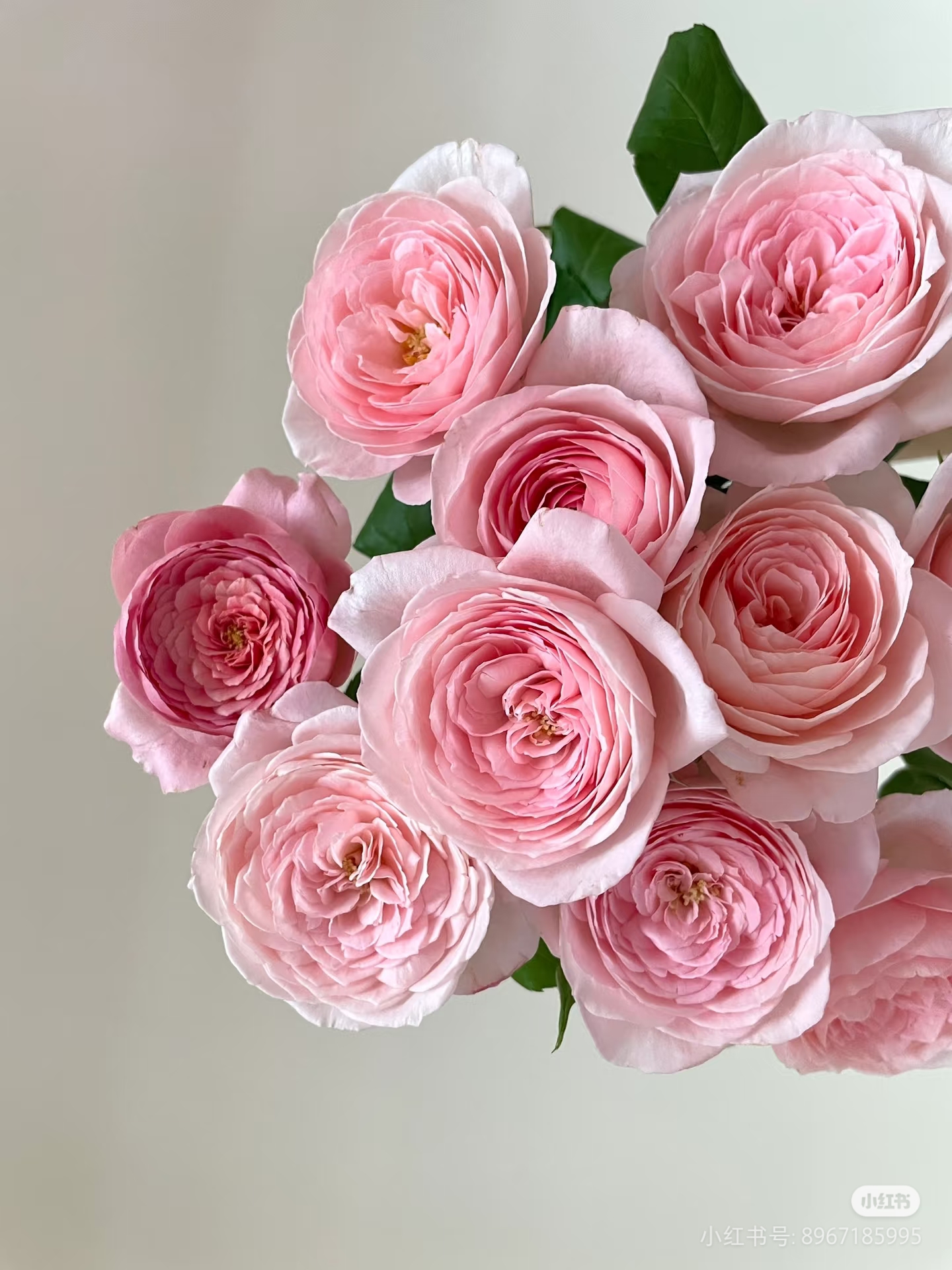 【娜荷马】四季开花可藤可灌