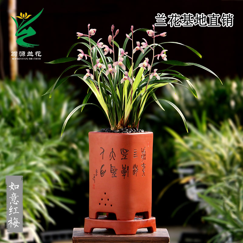 翁源兰花苗四季建兰红花如意红梅开花浓香型好养室内绿植花卉盆栽