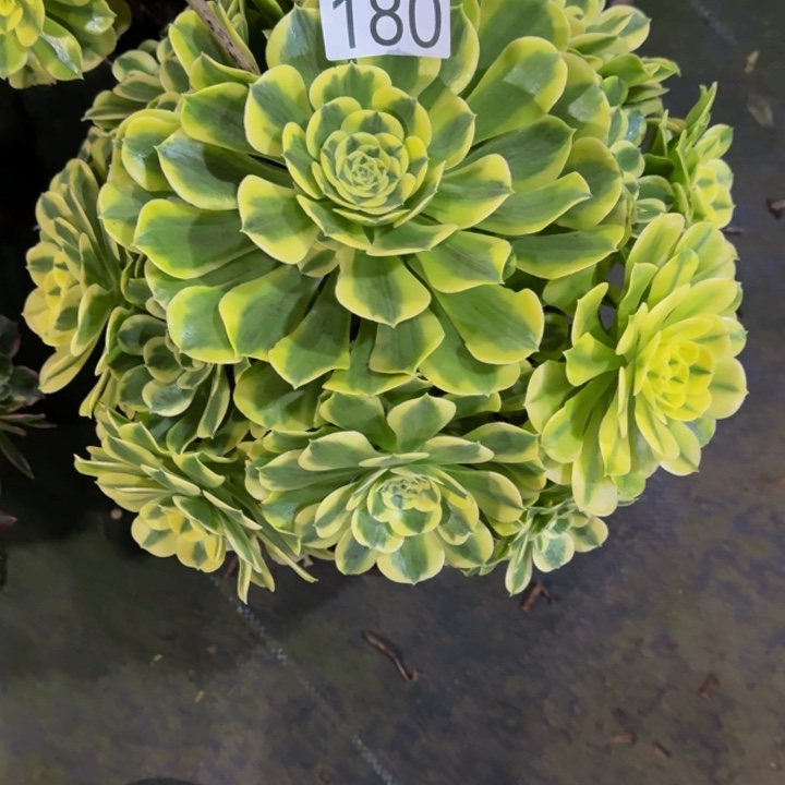 绿豆沙180000000000