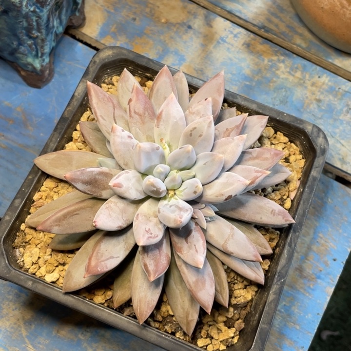 【闪购商品】红胖哥特