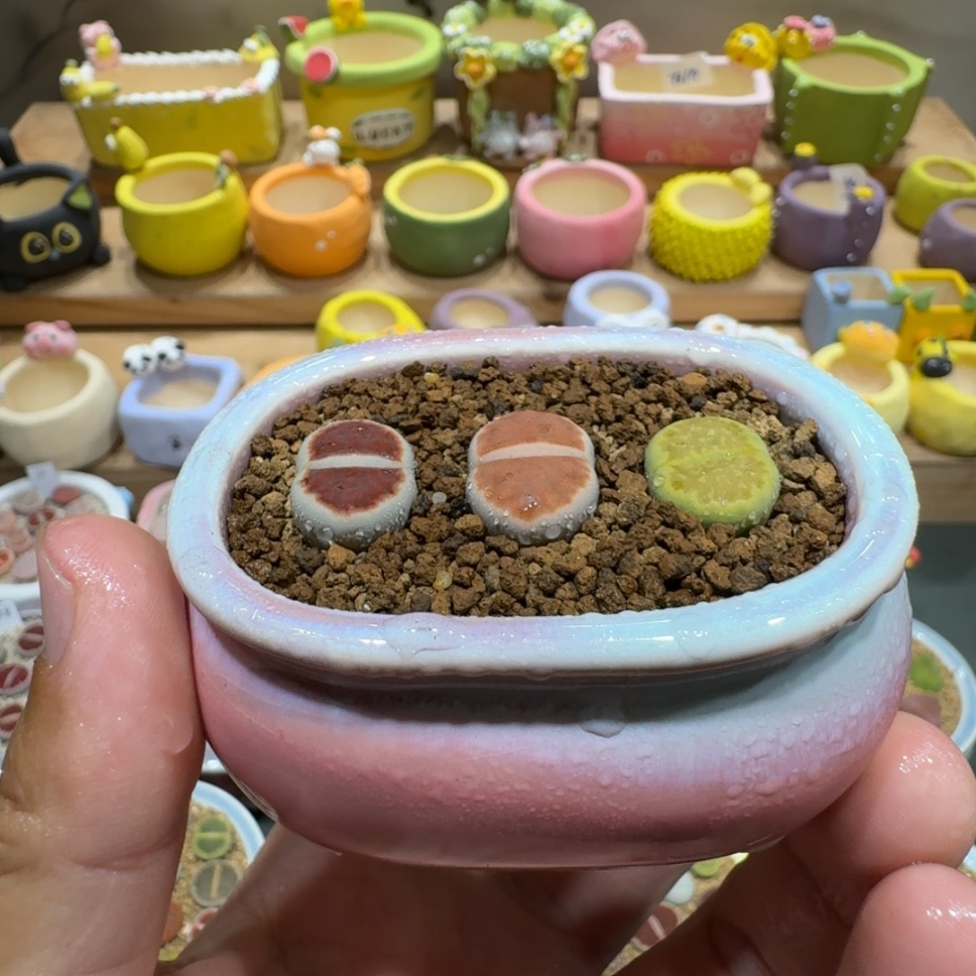 蘑菇1221彩拼多肉植物