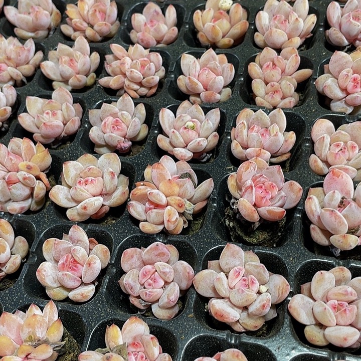 小粉笔1元带土发货