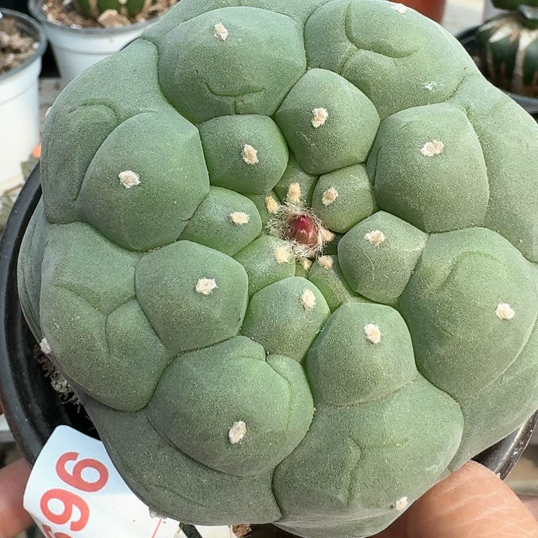 【闪购商品】蓝白肌格子大尤鲜696