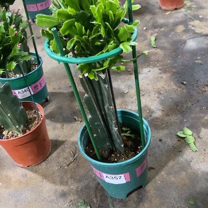 当前无花栽培后可以开花用****4357嫁接081