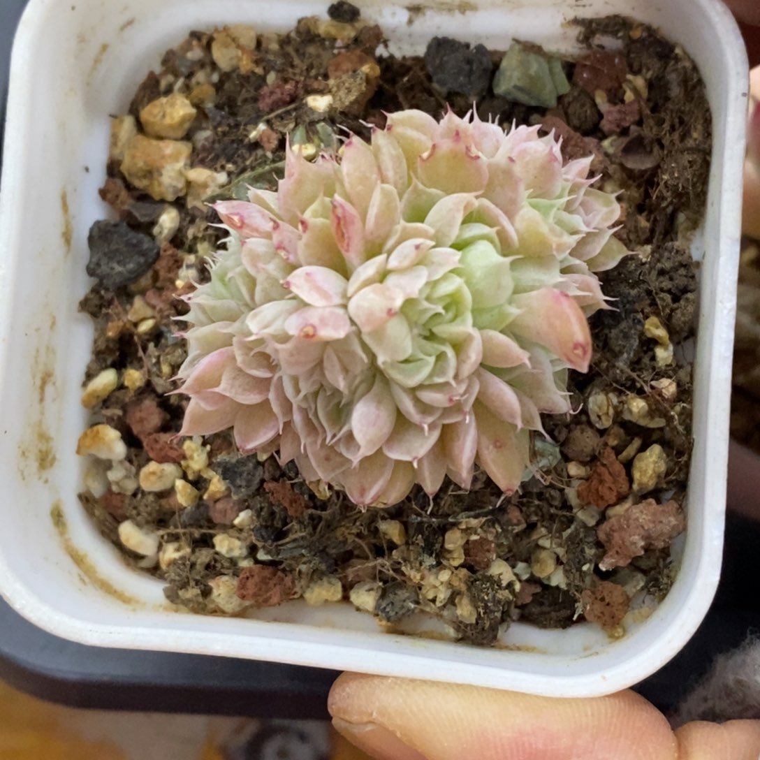 精品多肉一物一拍不包整424