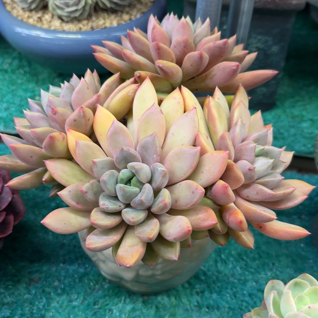 多肉植物多肉多肉植物