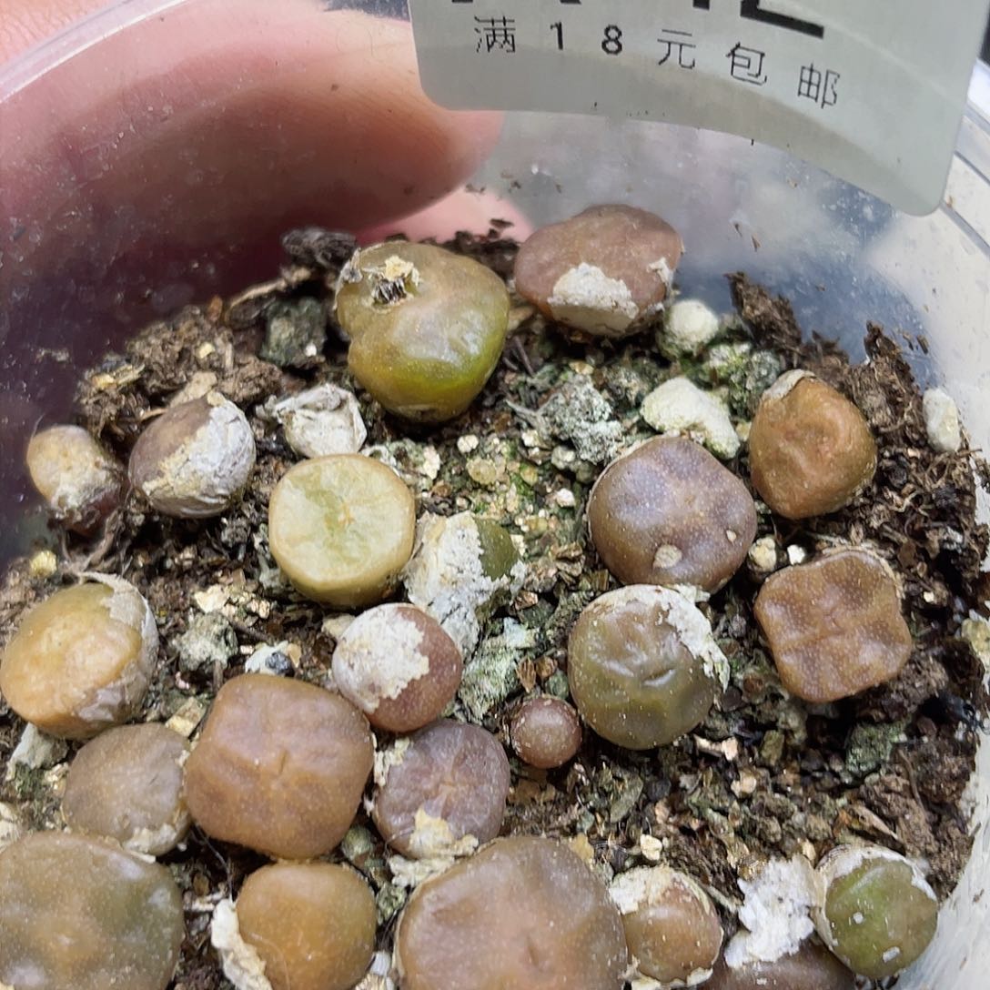 A42号，烧卖，很好看的肉肉呢