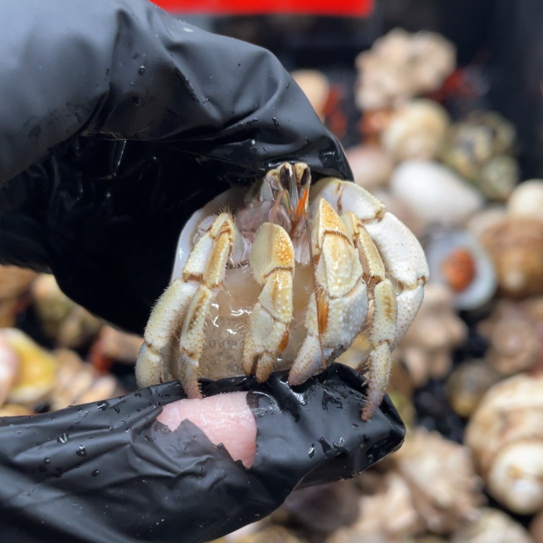 不退不换谢谢支持57