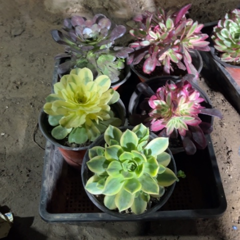 778多肉植物组合