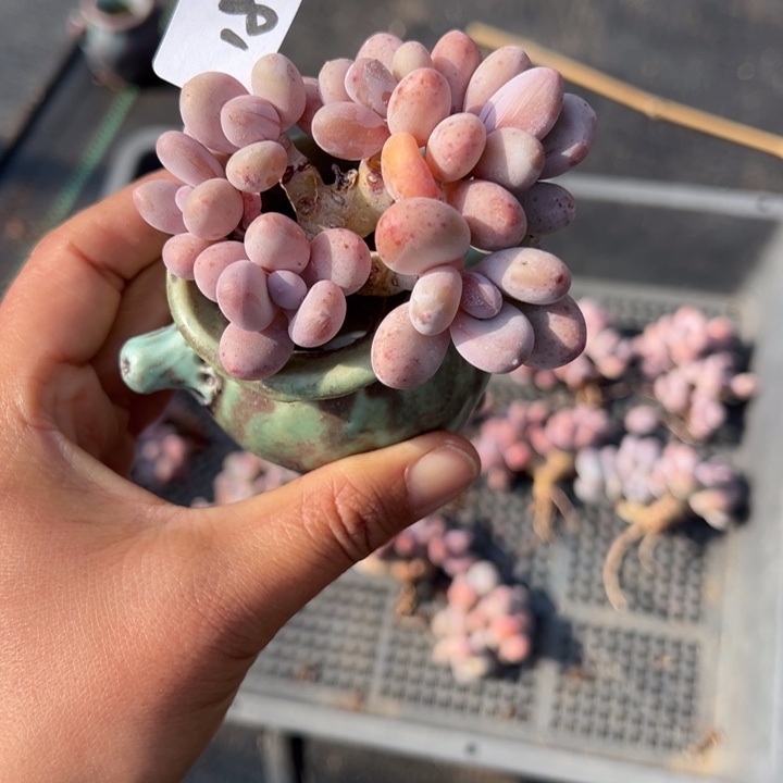 18-28奶酪小鹿园艺