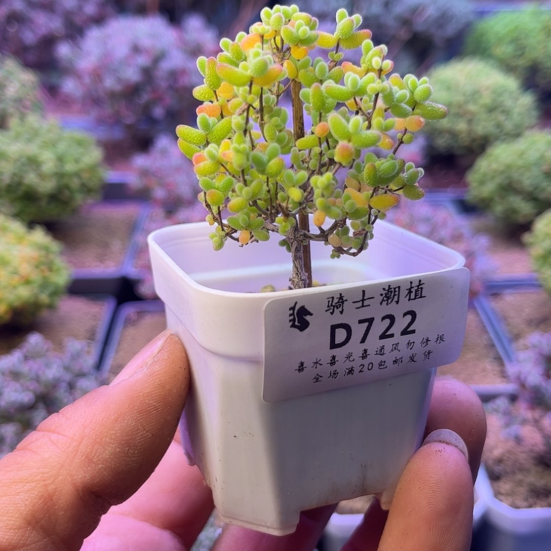 722蜜橘糖球枝干番杏