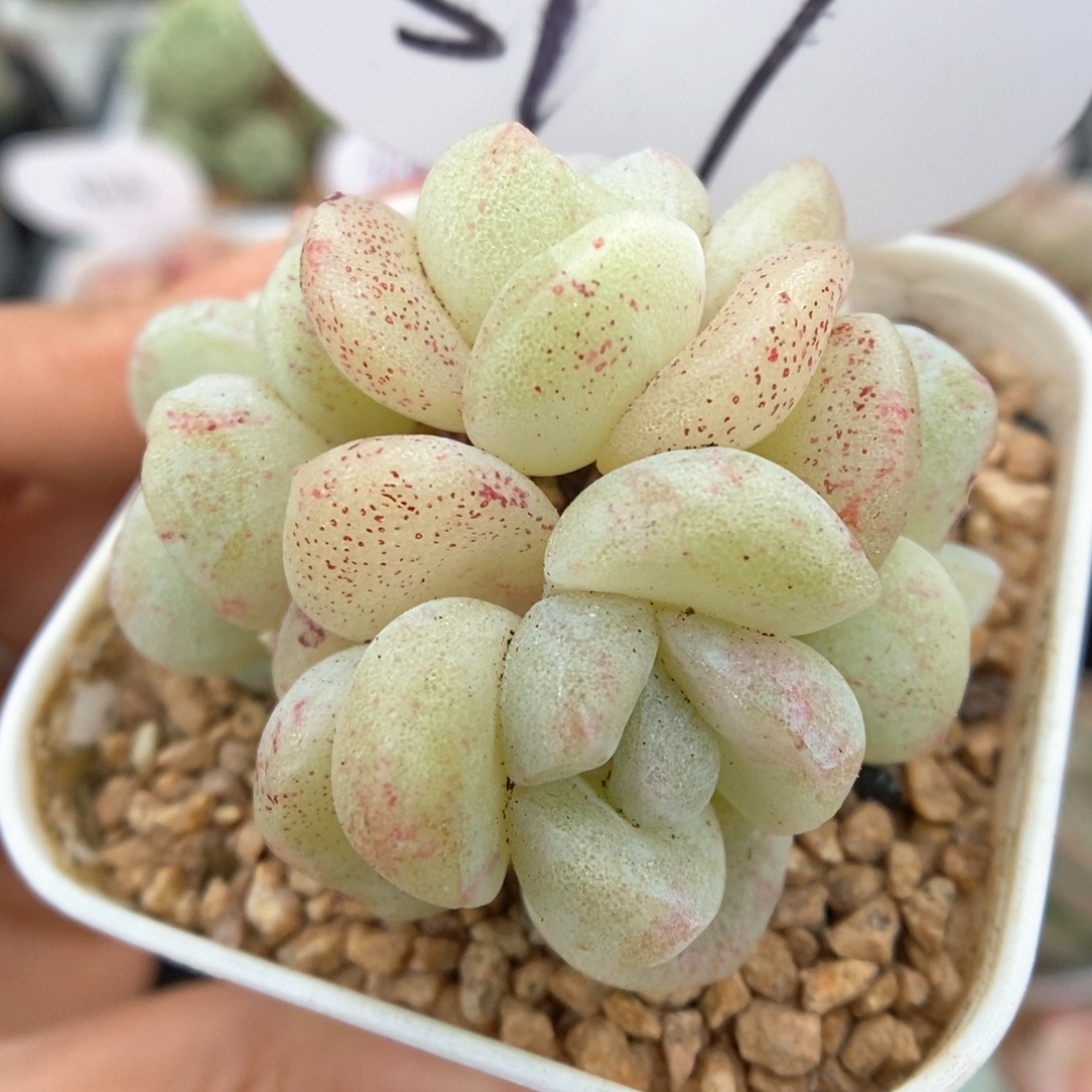 白底冰玉石化群生317号。