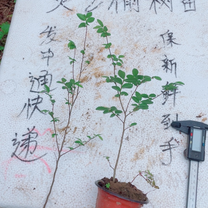 ****鹿无花朵附附图指标