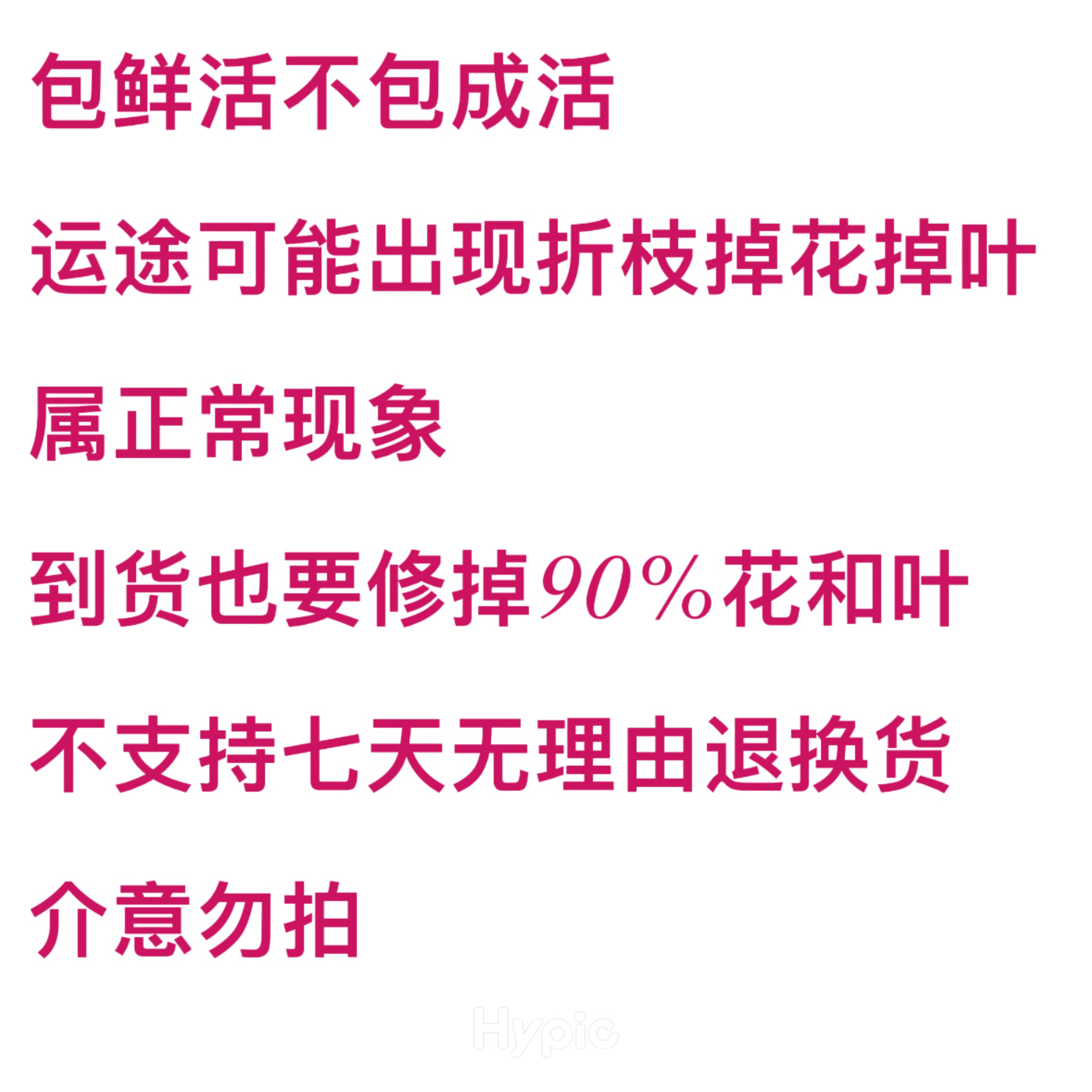 三角梅易成活庭院爬藤