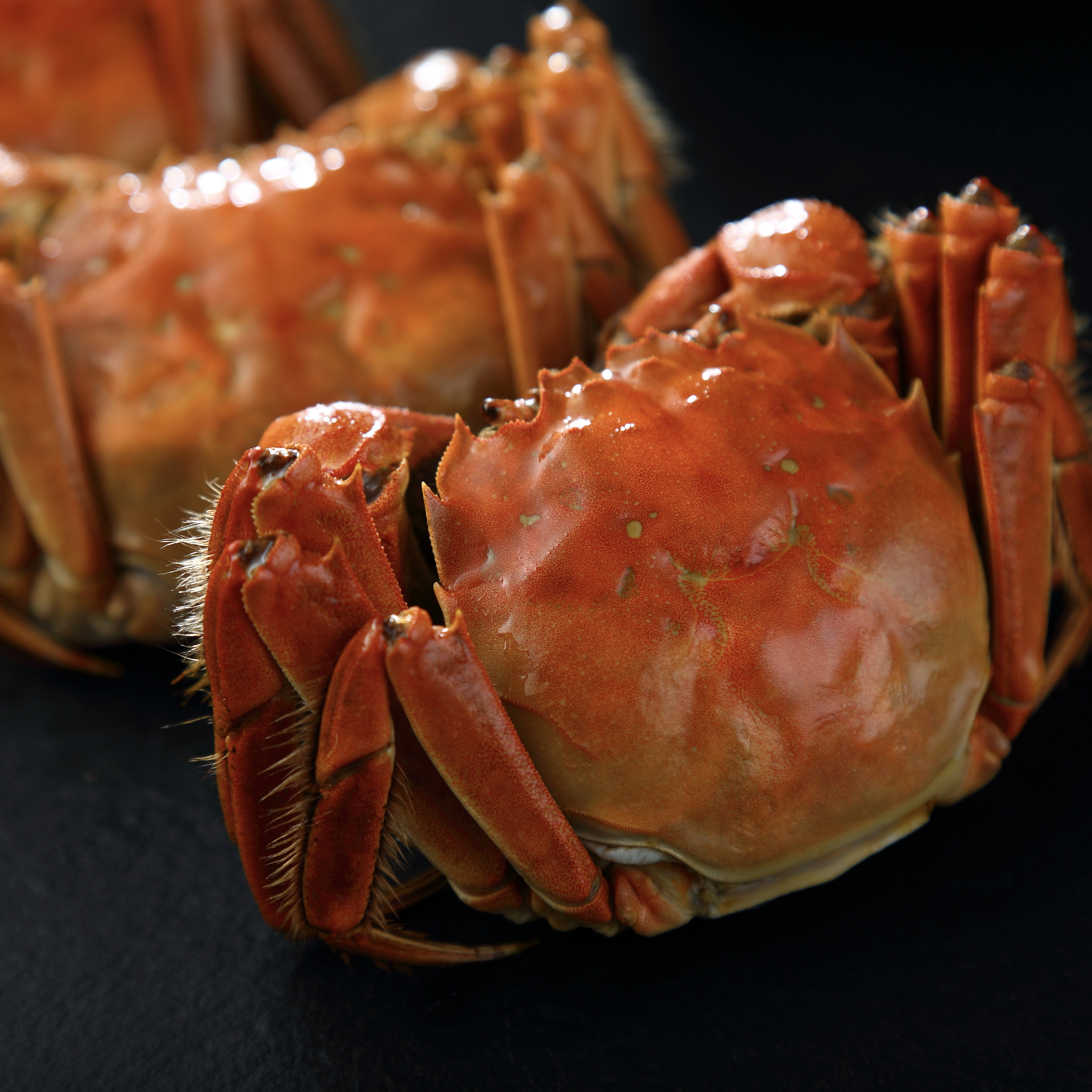 【活蟹】精品全母蟹3.8-4.0两8/10只装礼盒固城湖大闸蟹 合肥当日达