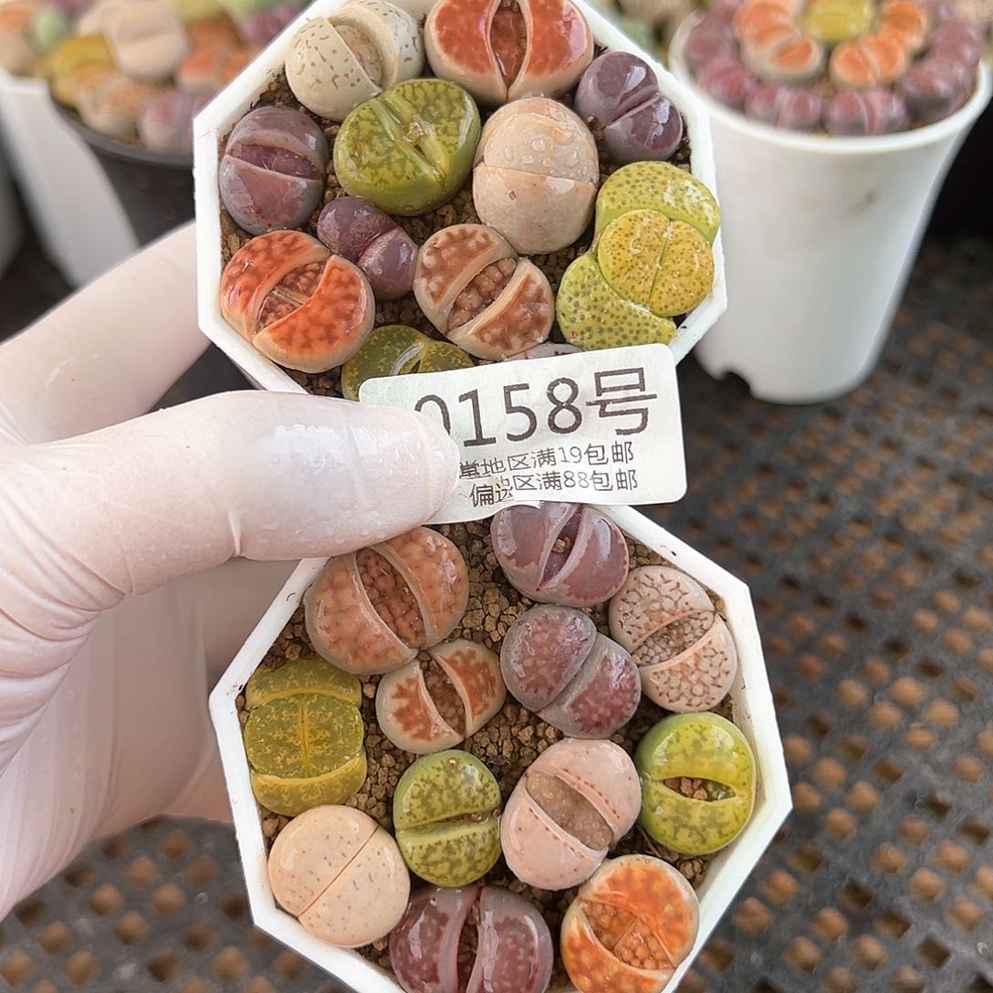 好养易活生石花大母本0158