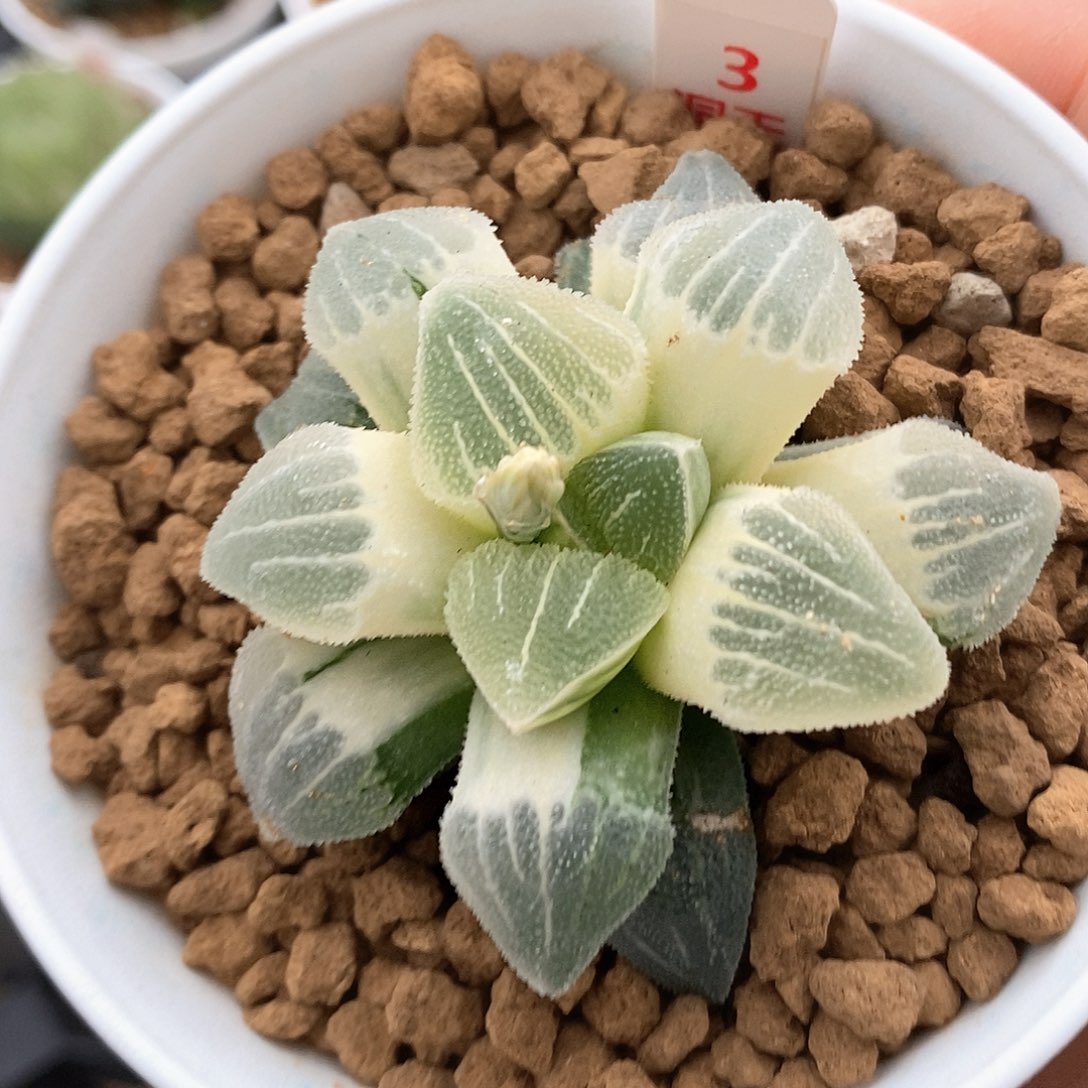 3号糊斑实生磨面锦一物一拍