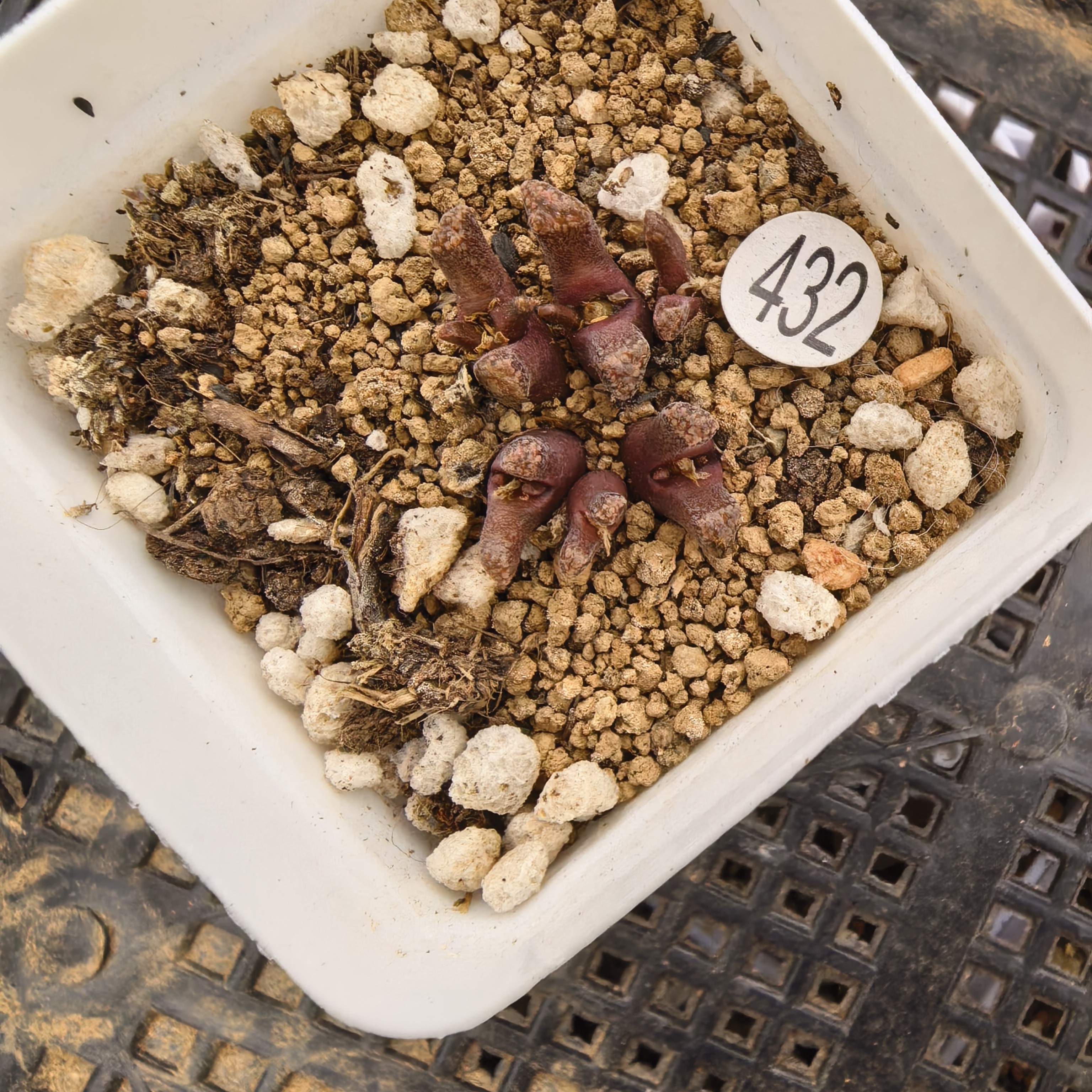 （20包邮）火柴头6头带盆多肉432