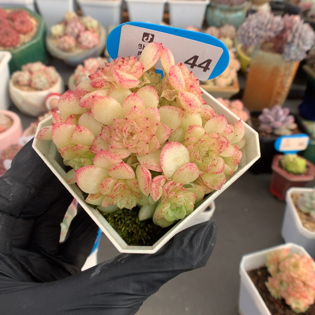 44 美人麦杆多肉多肉