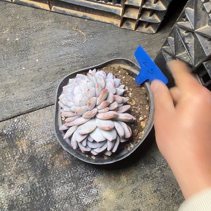 小**G23/////////////