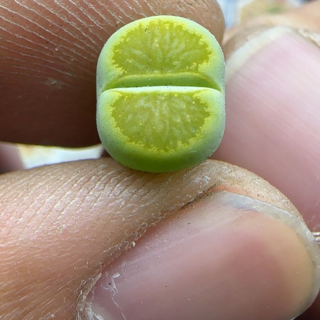 642 生石花大棚直播