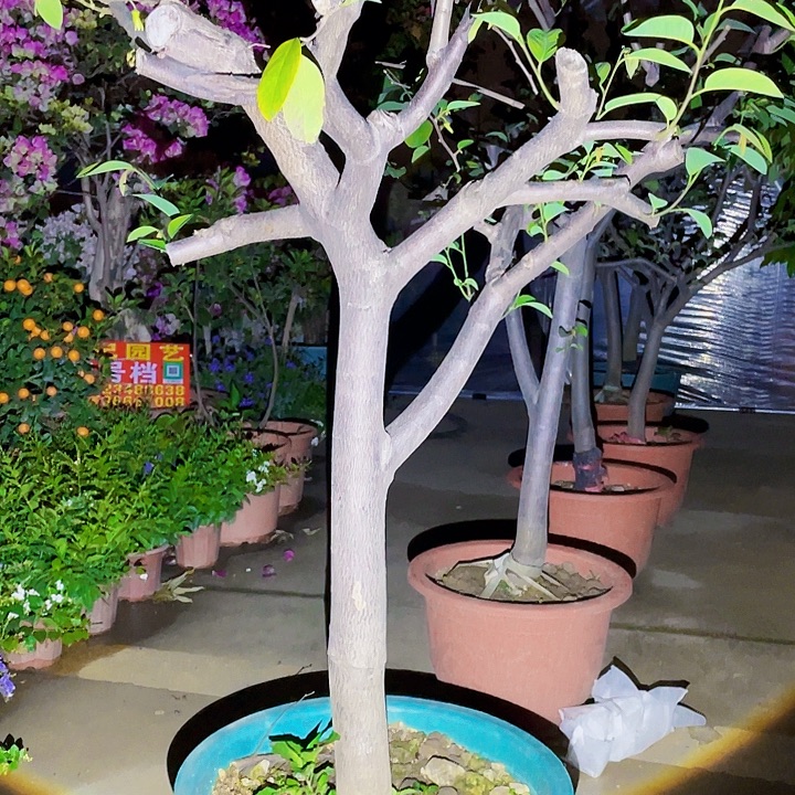 无***虚完全开放果树88888