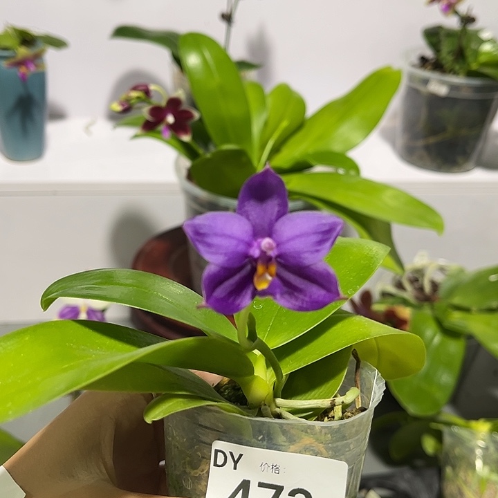 完全开放2.5寸杯BKH2301. 根少已看好