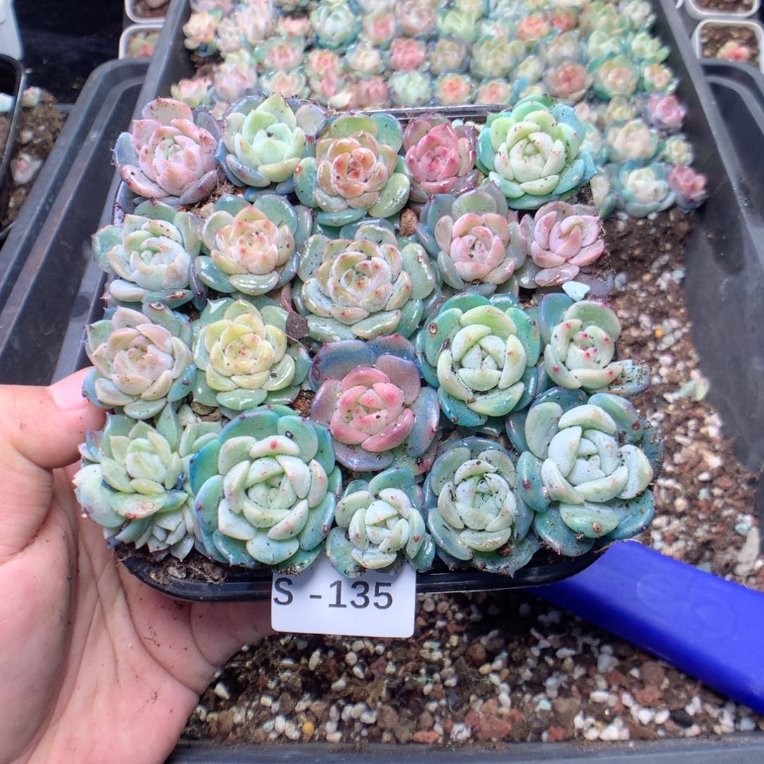 无花朵S135月英语英语