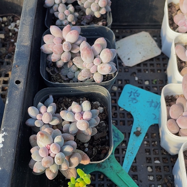 婴儿手指到头发后