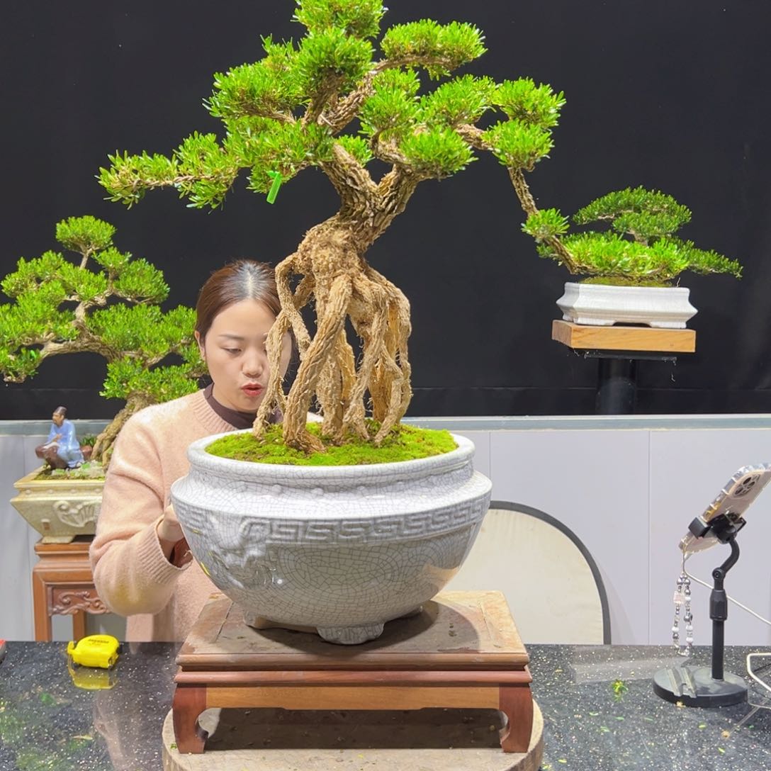 四季常青老桩黄杨盆景