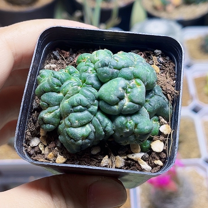 无刺象牙石化群一颗