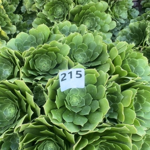 法师绿羊绒18-31