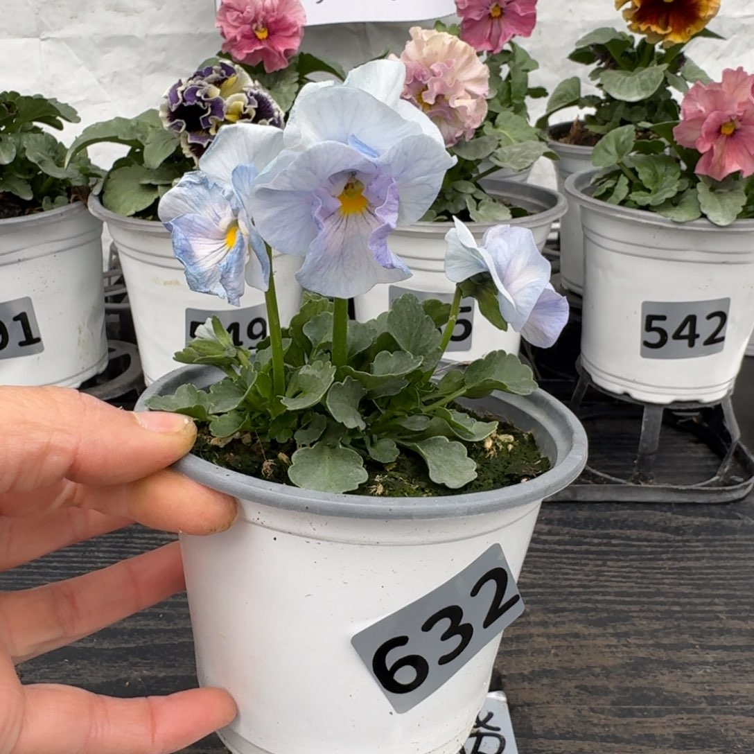 全部花朵632号希尔4