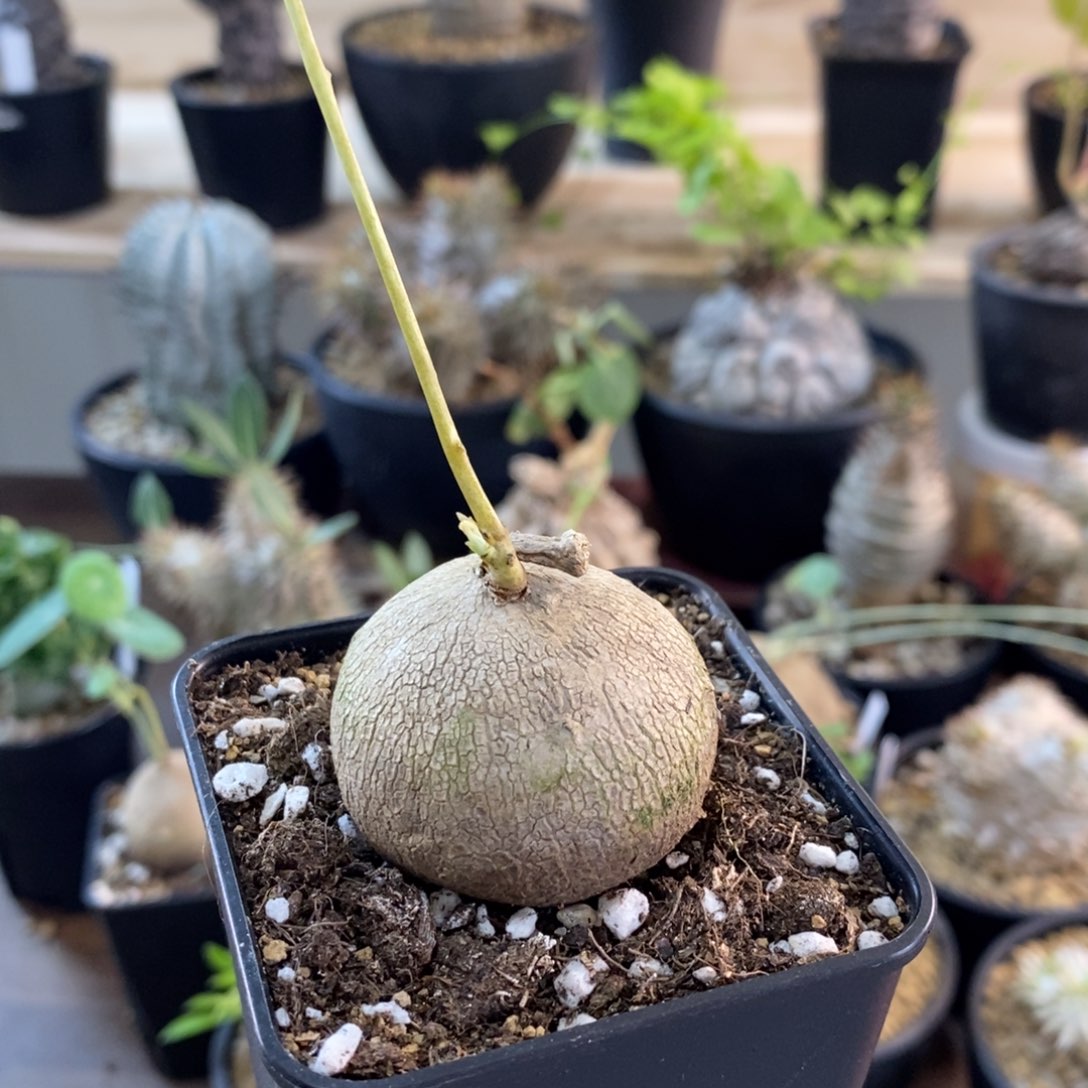 实生泰国素可泰 一物一拍