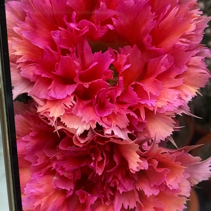 彩草羽毛2号带根5.5公分左右有干皮