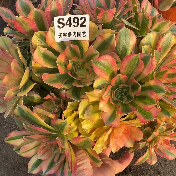 多肉植物红袖495多肉