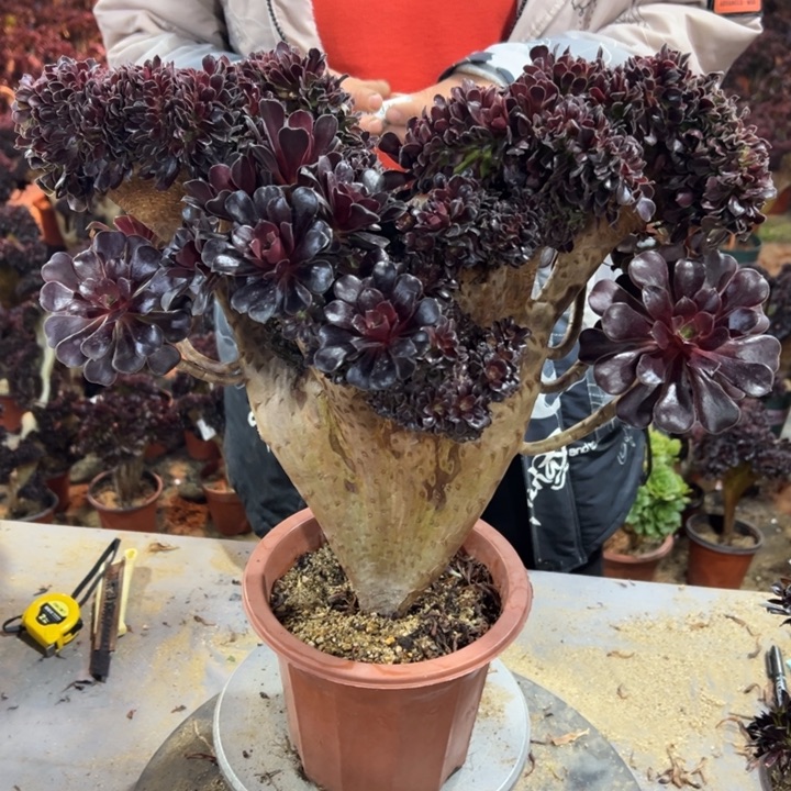 333欧紫冠幅41公分